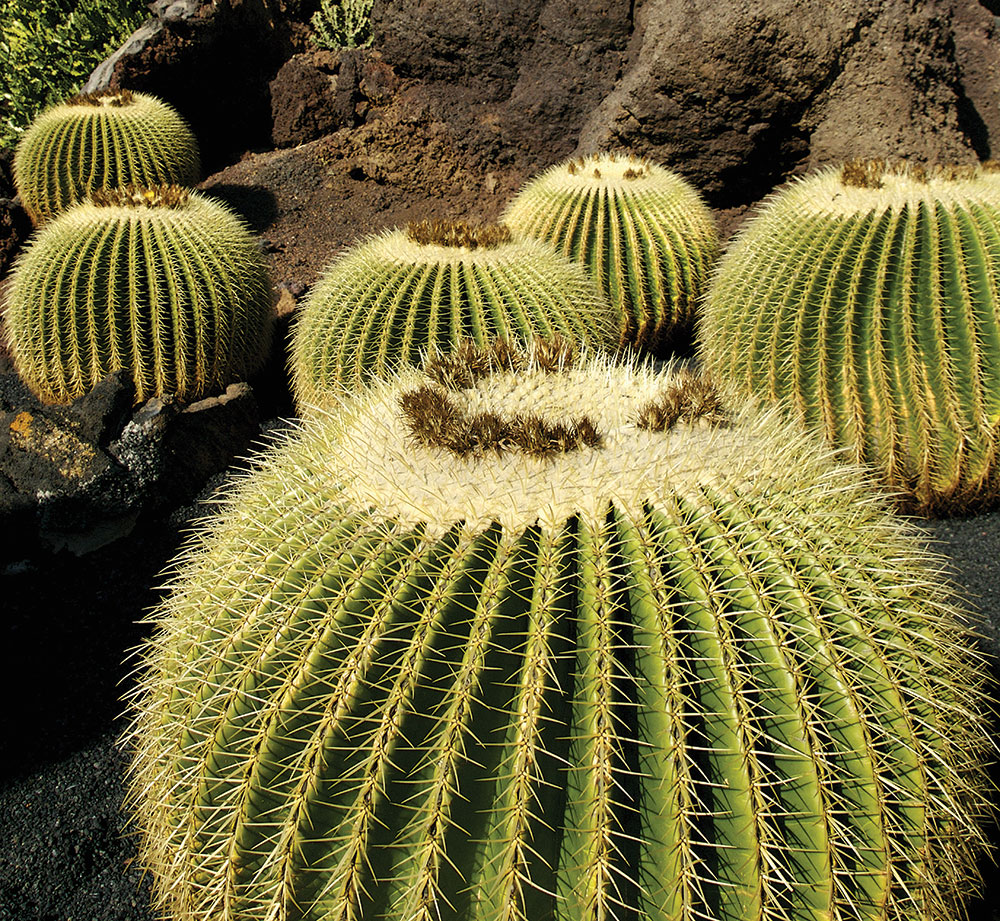 jardin de cactus lanzarote